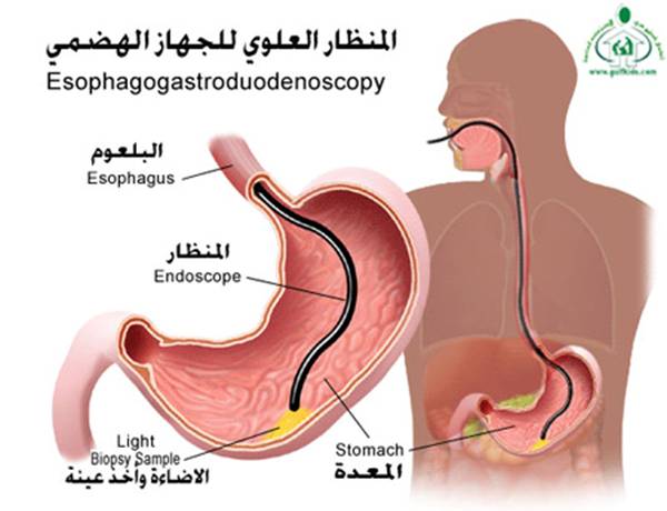 أطفال الخليج